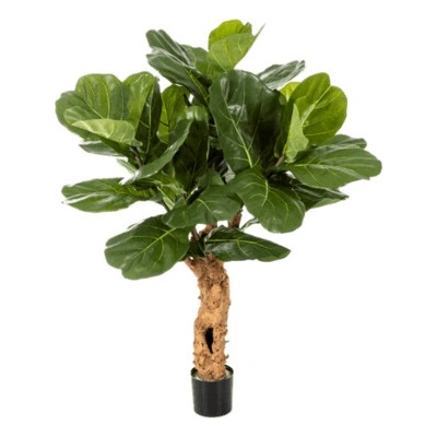 Ficus lyrata forest trunk výška 110 cm