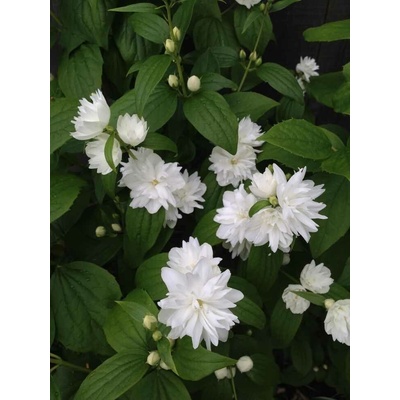 GREENBOSS FLOWER Pustoryl 'Schneesturm' 2l