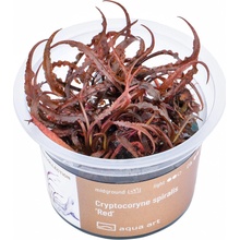 Cryptocoryne spiralis Red