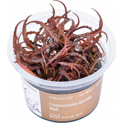 Cryptocoryne spiralis Red – Zbozi.Blesk.cz