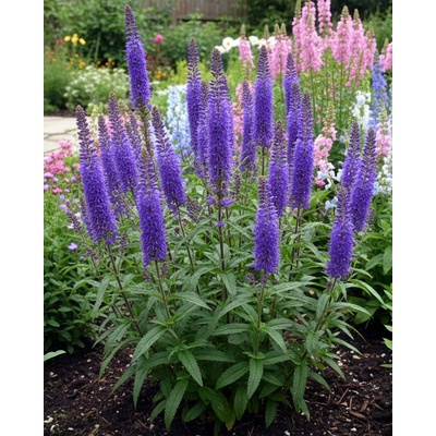 Rozrazil 'Veronica Longifolia Blauriesin' v kvetináči