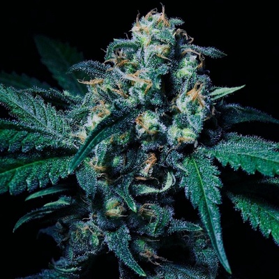 R-Kiem Seeds Negra 44 semienka neobsahujú THC 10 ks