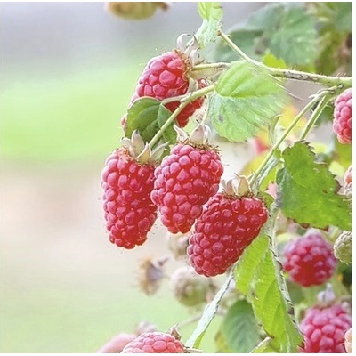 Malinočernica BIO Hof:Obst Rubus loganobaccus 'Tayberry'® výška 30-40 cm kvetináč 3,4 l