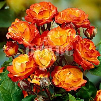 Разсад за красиви влачещи рози Румба