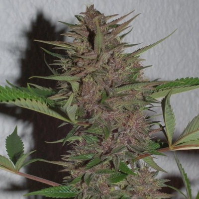 Ace seeds Pakistan Chitral Kush regular semena neobsahují THC 5ks