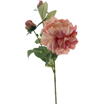 Pivoňka - Paeonia 'Sango' starorůžová V66 cm