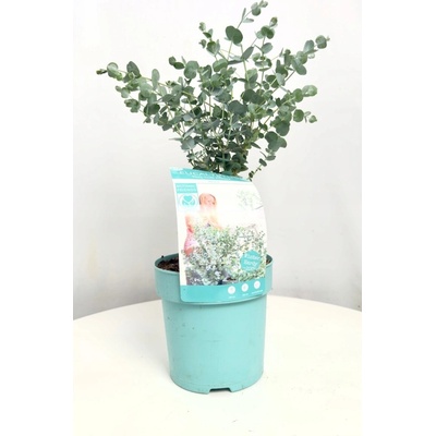 Eukalyptus Gunnii Azura – mrazuvzdorný eukalyptus na terasu