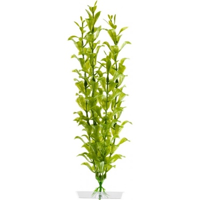 JK ANIMALS Hygrophila 25-28 cm