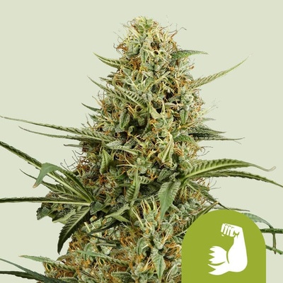 Royal Queen Seeds Hulkberry AUTO semena neobsahují THC 1 ks