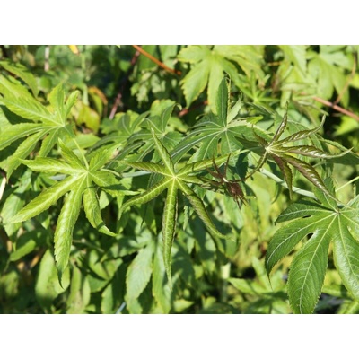 Malina obyčajná Sugarleaf Innocent, výška 20-40 cm, kvetináč 17 cm