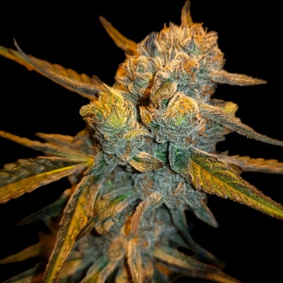 B-S-B Genetics Amnesia Haze semienka neobsahujú THC 10 ks