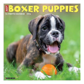 Willow Creek Press Boxer Puppies 2026 12 X 12 Wall Calendar