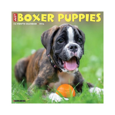 Willow Creek Press Boxer Puppies 2026 12 X 12 Wall Calendar | Willow Creek Press