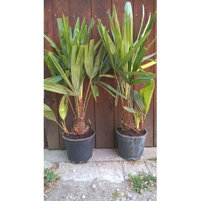 Rhapidophyllum hystrix - kmeň 20cm, celková výška 80cm
