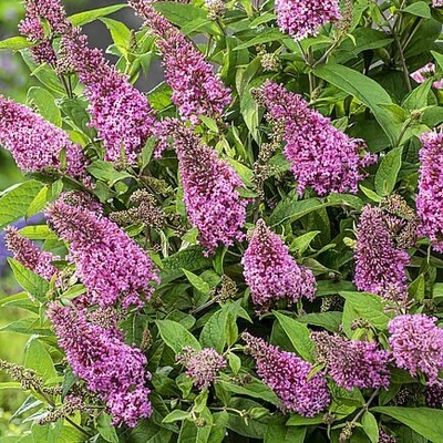 Buddleja dav. 'Butterfly Candy® Little Pink' Prodejní velikost: 015/020, Velikost hrnku: 3 l