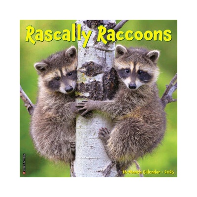Rascally Raccoons 12 X 12 Wall 2026