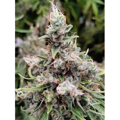 Ace Seeds African Gas semienka neobsahujú THC 1 ks