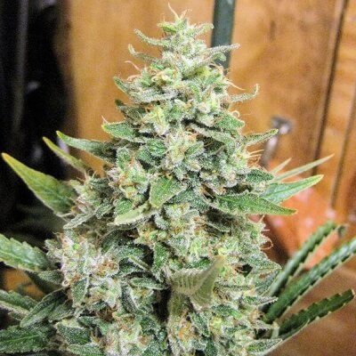 Ace Seeds CBD #1 x Malawi semienka neobsahujú THC 5 ks