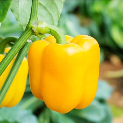 Paprika Beluga Yellow F1 - Capsicum annuum - semená papriky - 5 ks