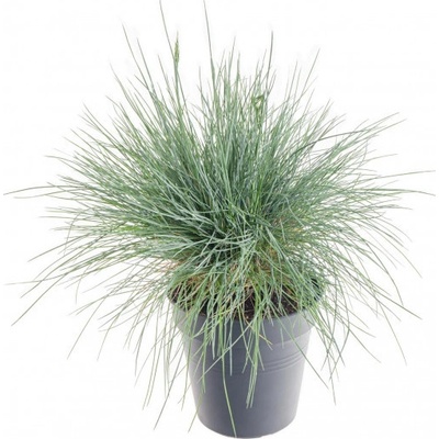 Kostřava sivá, Festuca glauca Intense Blue, velikost kontejneru 2 l