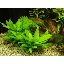 Hygrophila corym. var. minima