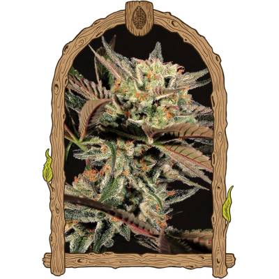 Exotic Seeds Amnesia #7 semena neobsahují THC 3 ks