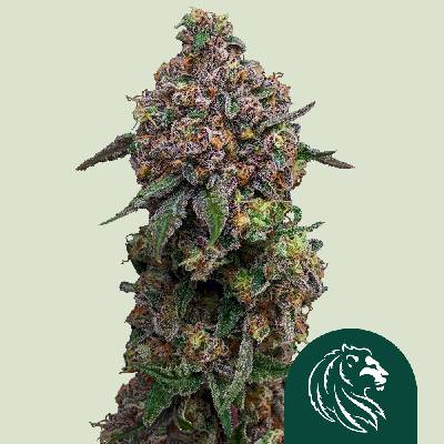 Royal Queen Seeds Cosmic Cheddar F1 semena neobsahují THC 3 ks