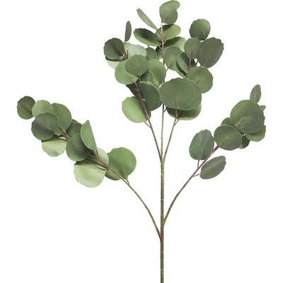 Blahovičník - Eukalyptus / Eukalypt větývka V88 cm