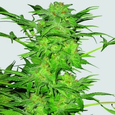 Nirvana AK-48 regular semienka neobsahujú THC 10 ks