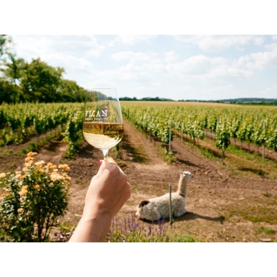 Na den vinařem: Od degustace vína po výrobu korbáčků