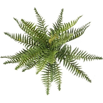 Divoká papraď, 35cm