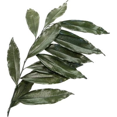 Stabilizovaný coculus - zelený Kus: 1