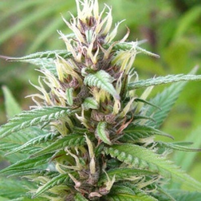KC Brains Seeds Mind Bender regular semienka neobsahujú THC 5 ks