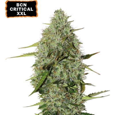 Seedstockers BCN Critical XXL AUTO semena neobsahují THC 1 ks – Sleviste.cz