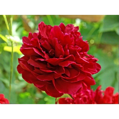 Pivonka bylinná Sarah Bernardt Red, kont. 11 cm