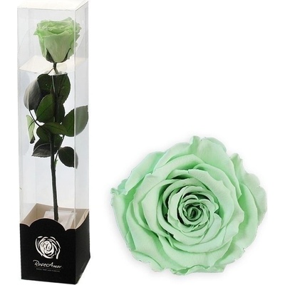 Stabilizovaná růže na stonku 30cm mint