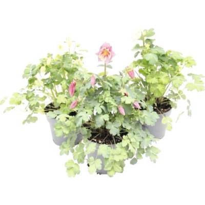 Orlíček ROCKCollection FloraSelf Aquilegia caerulea 5-15 cm květináč 13 cm