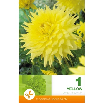Seklos Далия (Гергина) Жълта - 1 бр луковицa
