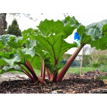 Rebarbora vlnitá - Rheum Rhubarb, kont. 1 l