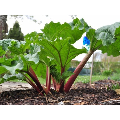 Rebarbora vlnitá - Rheum Rhubarb, kont. 1 l