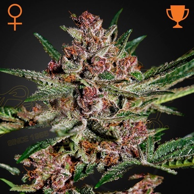 Green House Seeds Bubba Kush semena neobsahují THC 3 ks