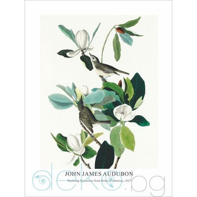 Принт Warbling Flycatcher, Джон Джеймс Одюбон - репродукция (Print1049)