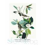  Принт Warbling Flycatcher, Джон Джеймс Одюбон - репродукция (Print1049)