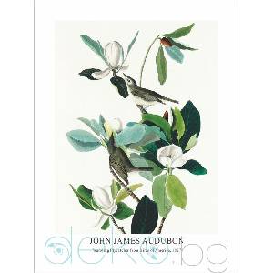  Принт Warbling Flycatcher, Джон Джеймс Одюбон - репродукция (Print1049)