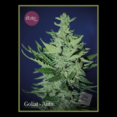 Élite Seeds Goliat AUTO semena neobsahují THC 7 ks