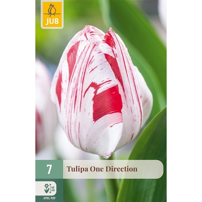 JUB Tulipán - One Direction