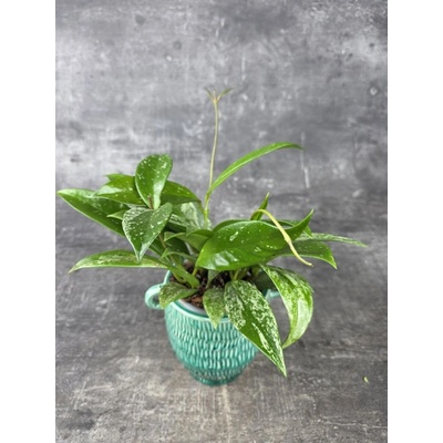 Hoya Silverspots 9 cm