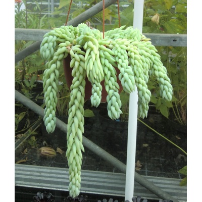 Sedum morganianum