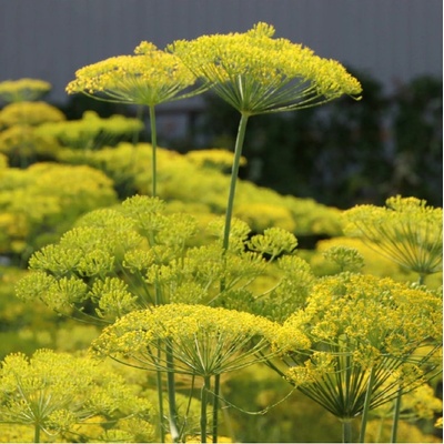 BIO kôpor voňavý - Anethum graveolens - bio semená kôpru - 300 ks