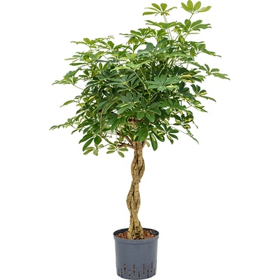 Schefflera arboricola gold capella Stem braided 22/19 výška 110 cm